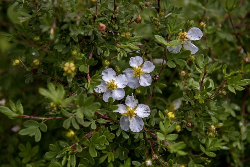 Лапчатка белая фото