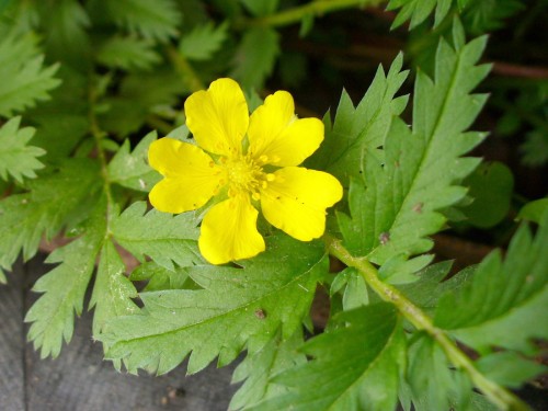 Лапчатка гусиная фото