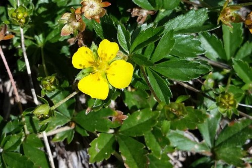 Лапчатка прямостоячая фото