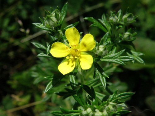 Лапчатка серебристая фото