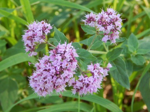 Душица обыкновенная фото