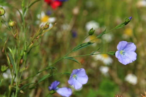 Лён посевной фото