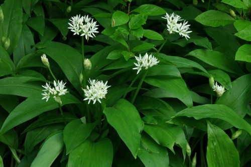 Черемша фото