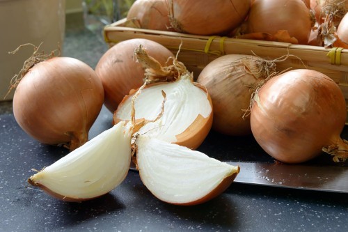 Лук репчатый фото
