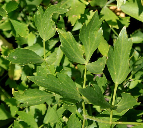 Любисток лекарственный фото