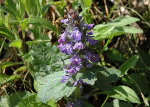 Живучка женевская фото