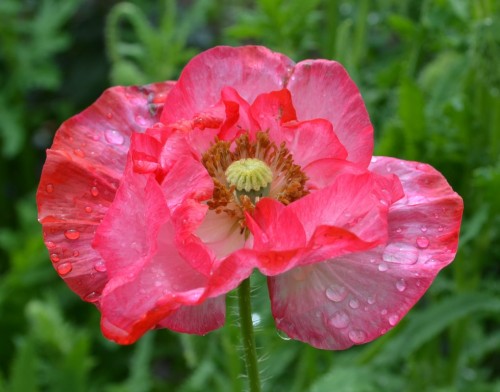 Мак самосейка фото