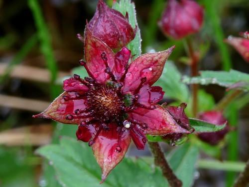 Сабельник болотный фото