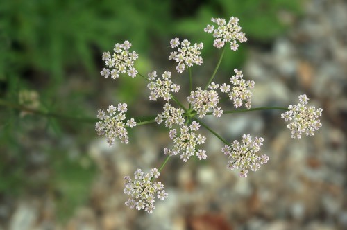 Тмин обыкновенный фото