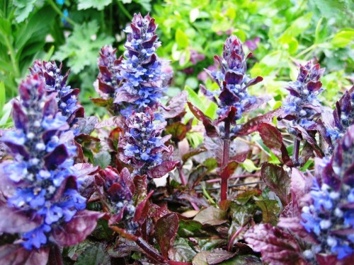 Живучка ползучая фото