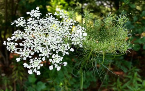 Морковь дикая фото