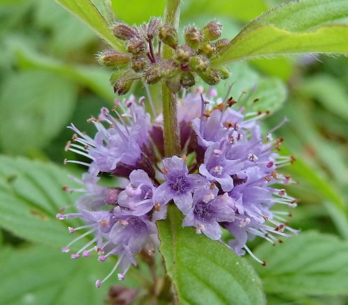 Мята полевая фото