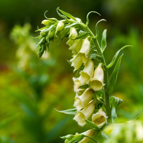 Наперстянка крупноцветковая фото