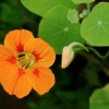 Настурция большая фото