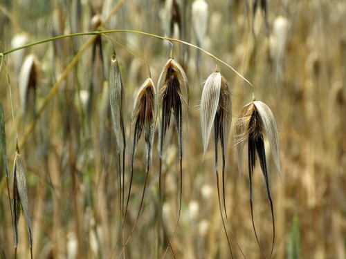 Овес обыкновенный фото