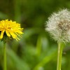 Одуванчик лекарственный фото