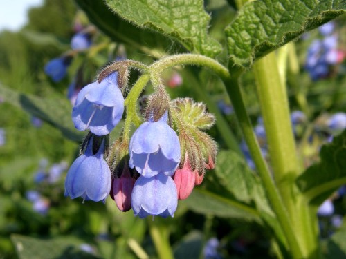 Окопник лекарственный фото