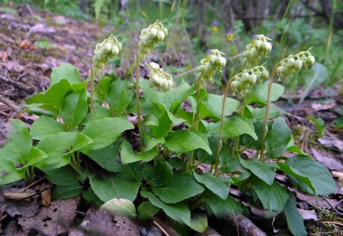 Боровая матка фото