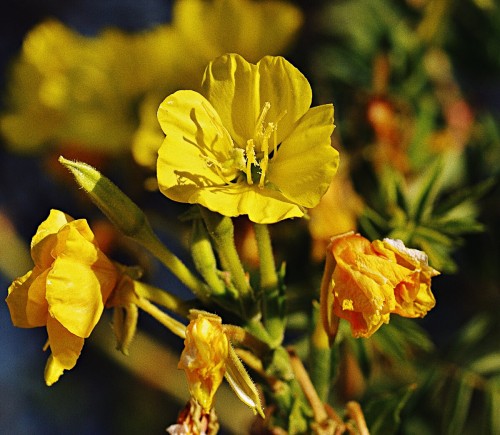 Ослинник двулетний фото