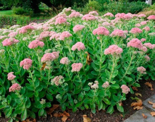 Очиток большой фото