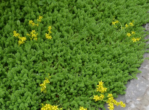 Очиток едкий фото