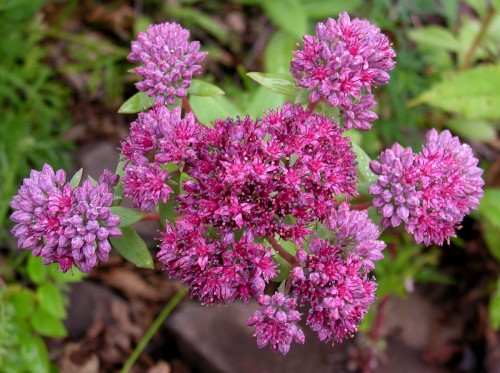 Очиток обыкновенный фото