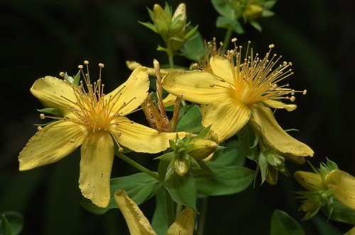Зверобой продырявленный фото