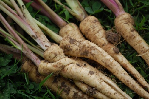 Пастернак посевной фото