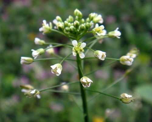 Пастушья сумка фото