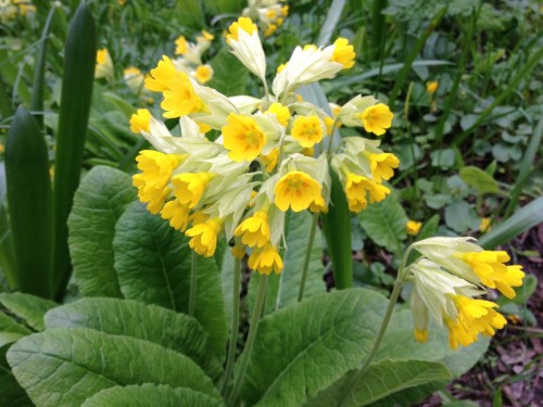 Первоцвет весенний фото