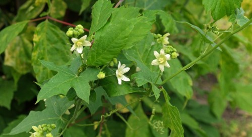 Переступень белый фото