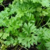 Петрушка огородная фото