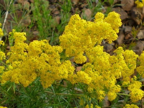 Подмаренник настоящий фото