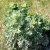 Полынь горькая фото