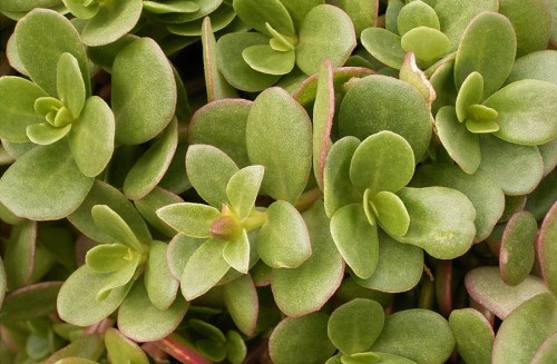 Портулак огородный фото