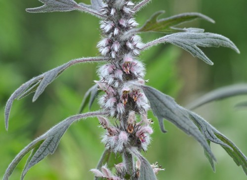 Пустырник пятилопастный фото