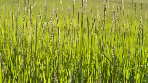 Пырей ползучий фото