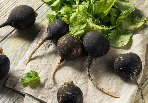 Редька черная фото