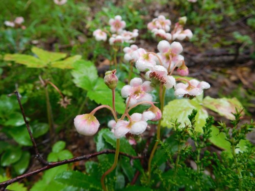 Зимолюбка зонтичная фото