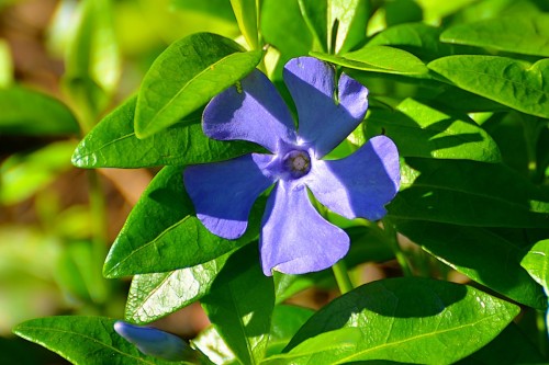 Барвинок малый фото