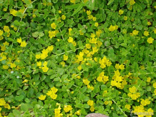 Вербейник монетчатый фото