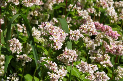 Гречиха посевная фото