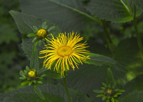 Девясил высокий фото