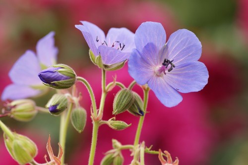 Герань луговая фото
