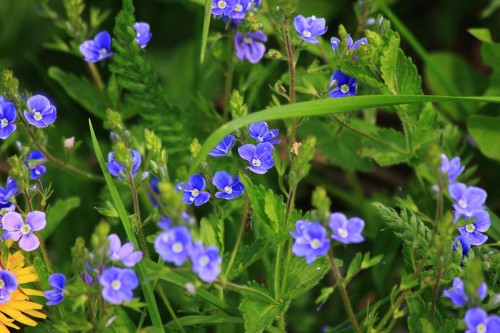 Вероника дубравная фото