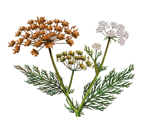 Тмин обыкновенный фото