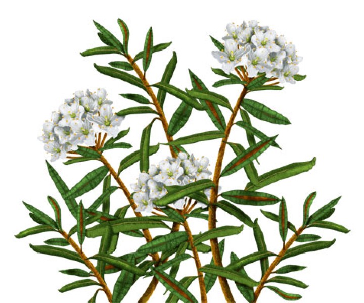 Багульник болотный