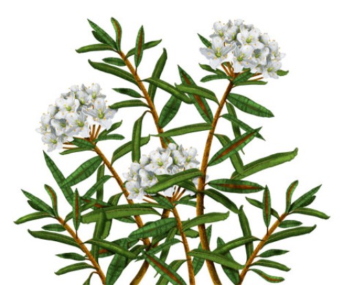 Багульник болотный фото