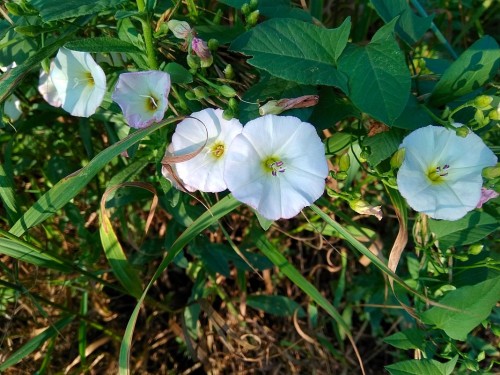 Вьюнок полевой фото