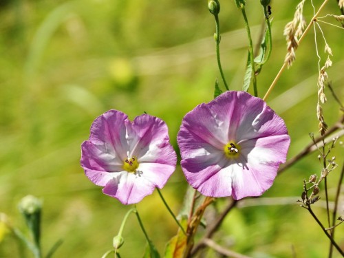 Вьюнок полевой фото